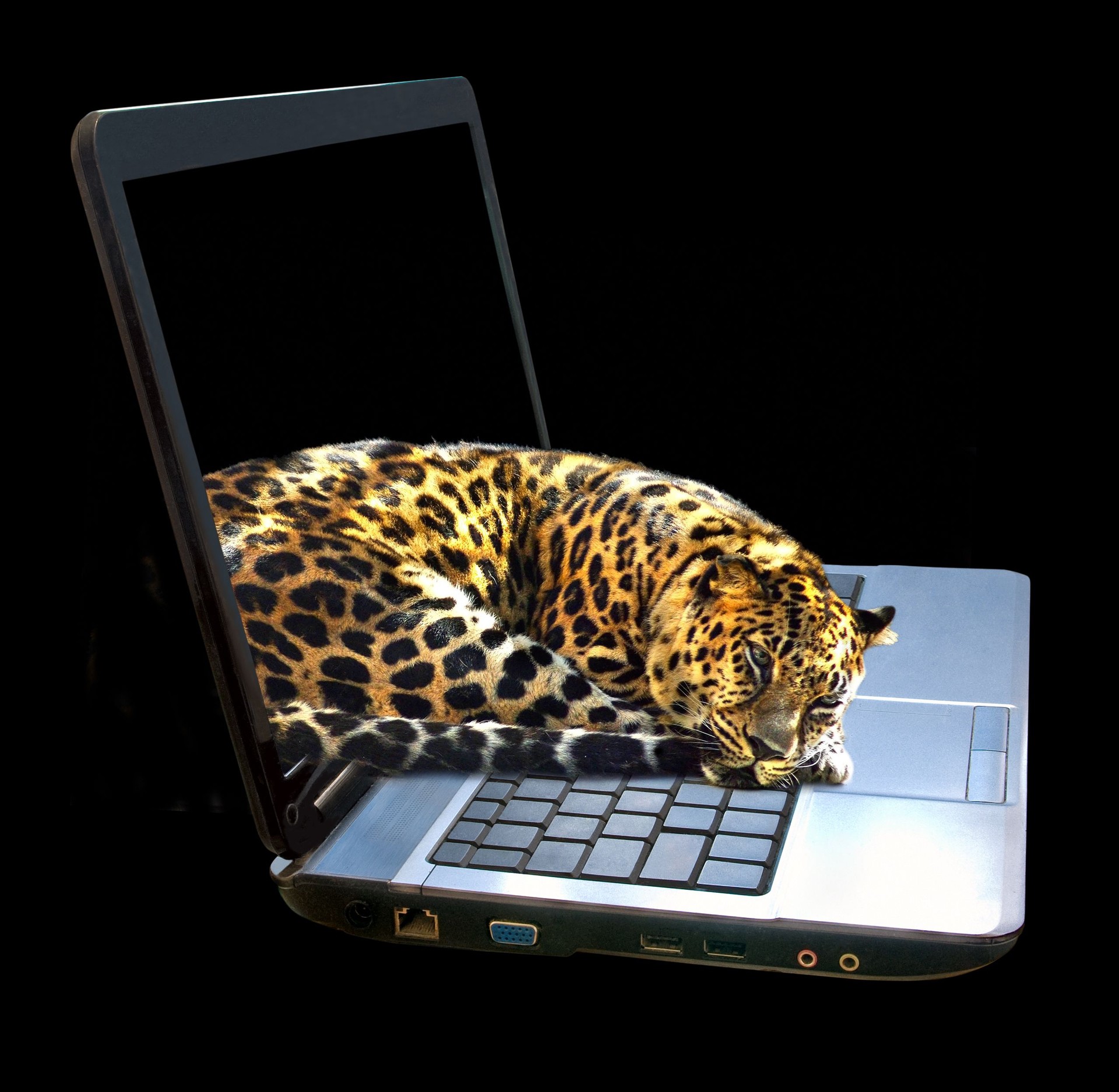 Jaguar lies on the laptop closeup